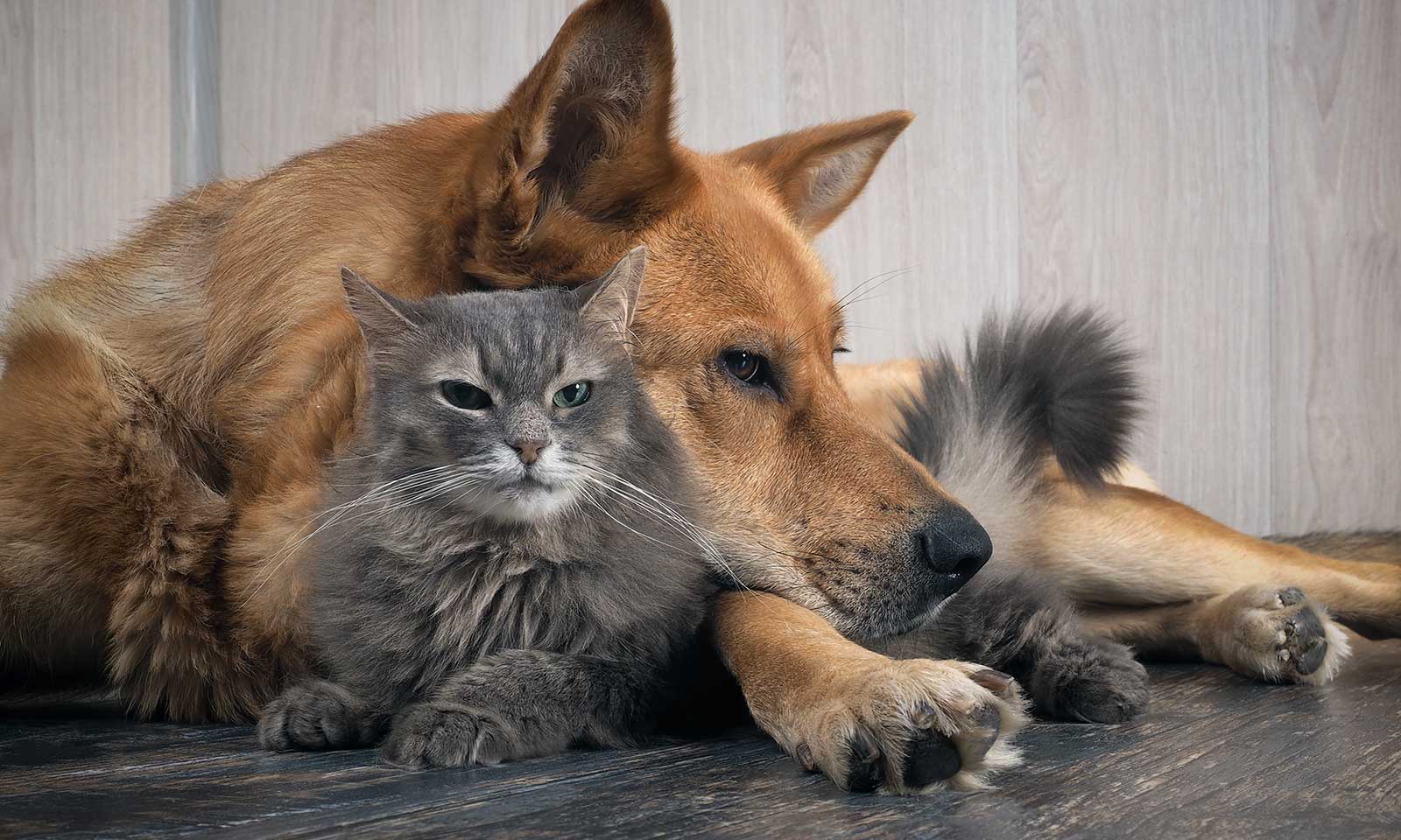 A dog and cat snuggling