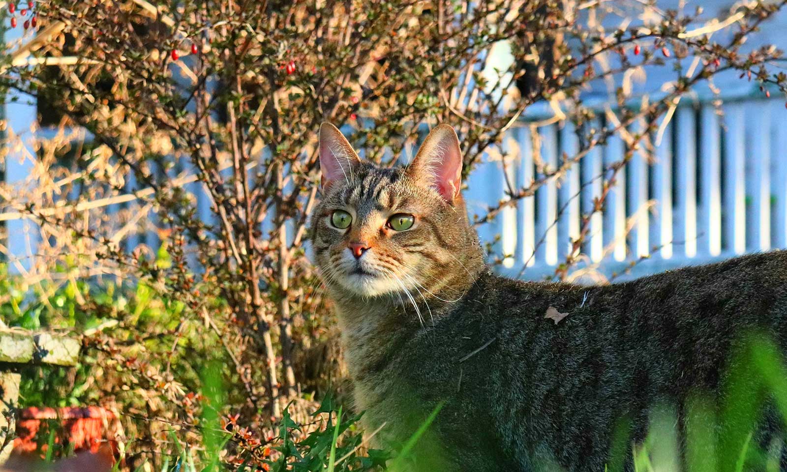 A cat outdoors